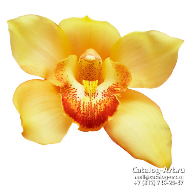 Натяжные потолки с фотопечатью - Желтые и бежевые орхидеи 7